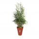 Elho Loft Urban Flower Pot 42 - голяма саксия със специален резервоар за събиране на вода (кафяв) 2